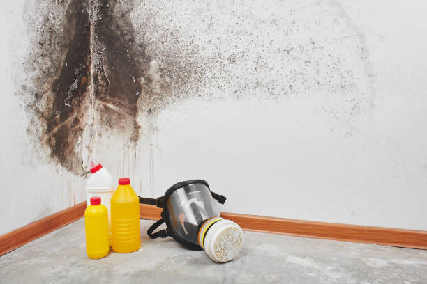 Best Toxic Mold Removal  in Red Hill, PA