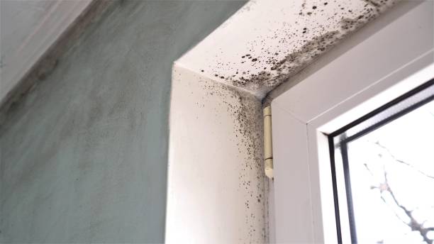 Best Crawl Space Mold Removal  in Red Hill, PA
