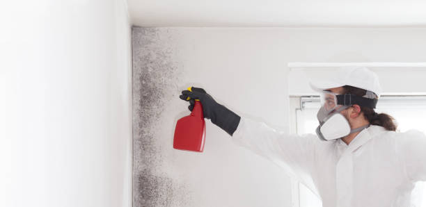 Best Mold Removal Company Near Me  in Red Hill, PA